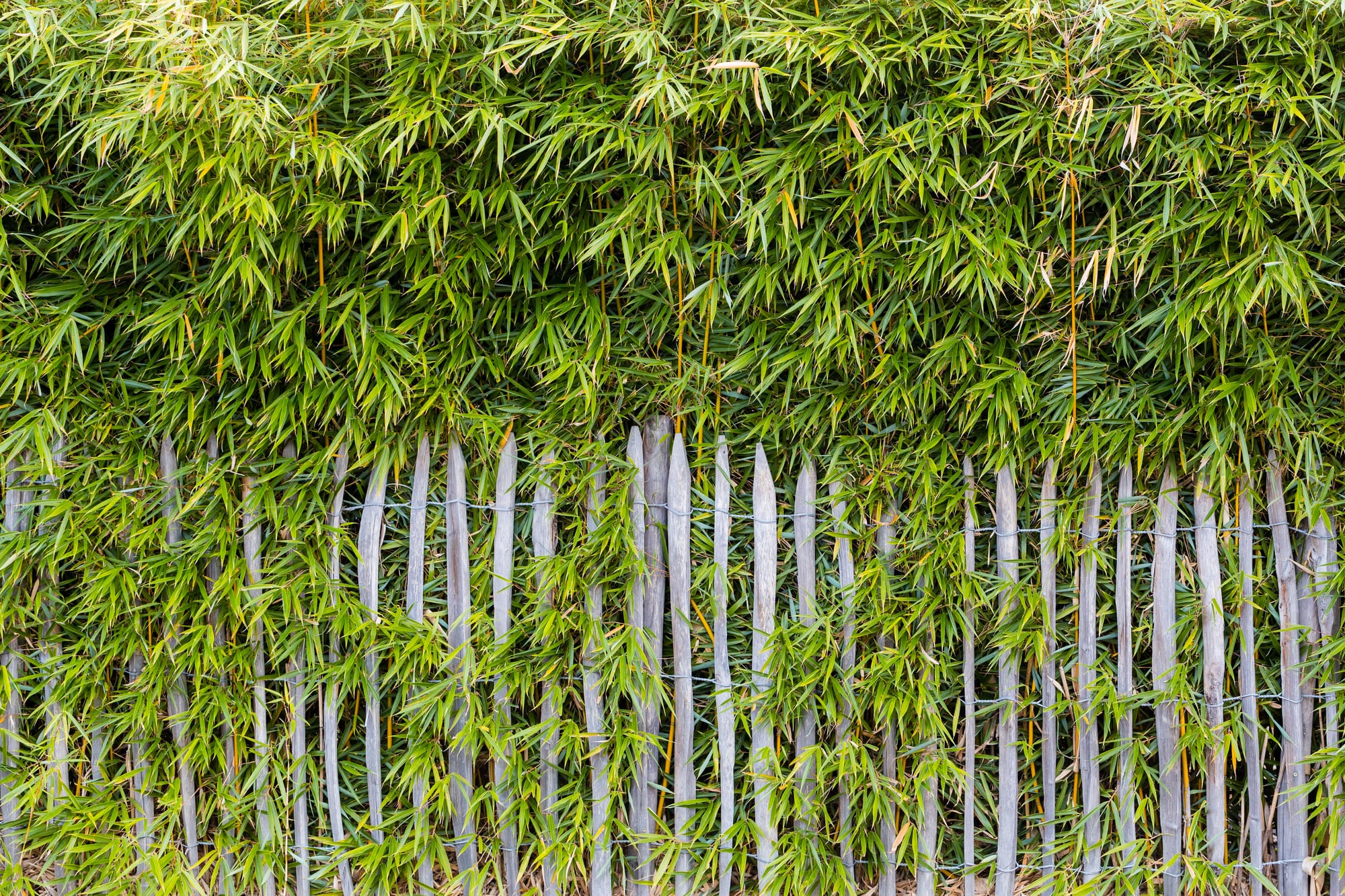 Man Who Guaranteed “Permanent Bamboo Removal” Convicted of Fraud