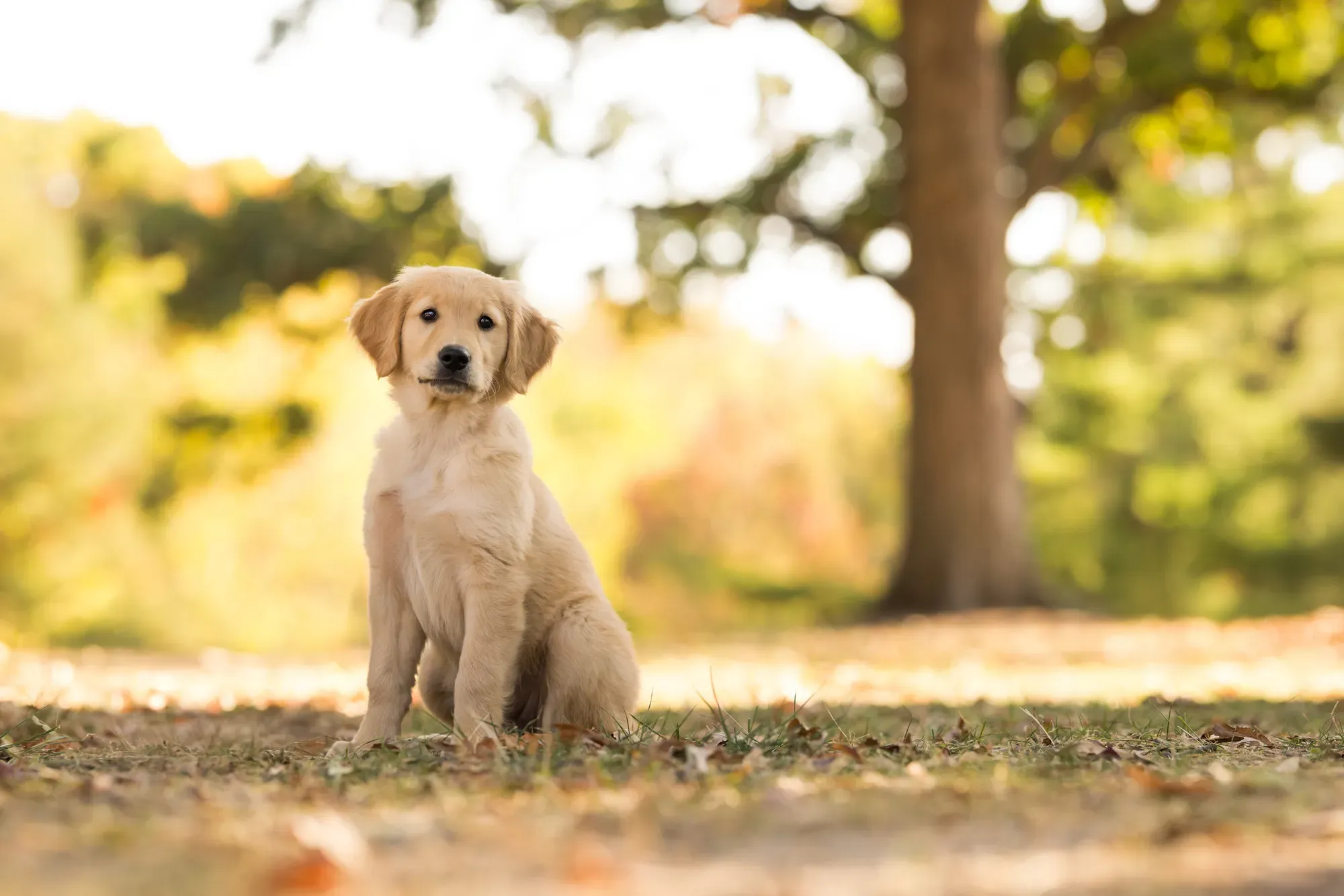 Alleged Rescue Dog Has Credentials Questioned