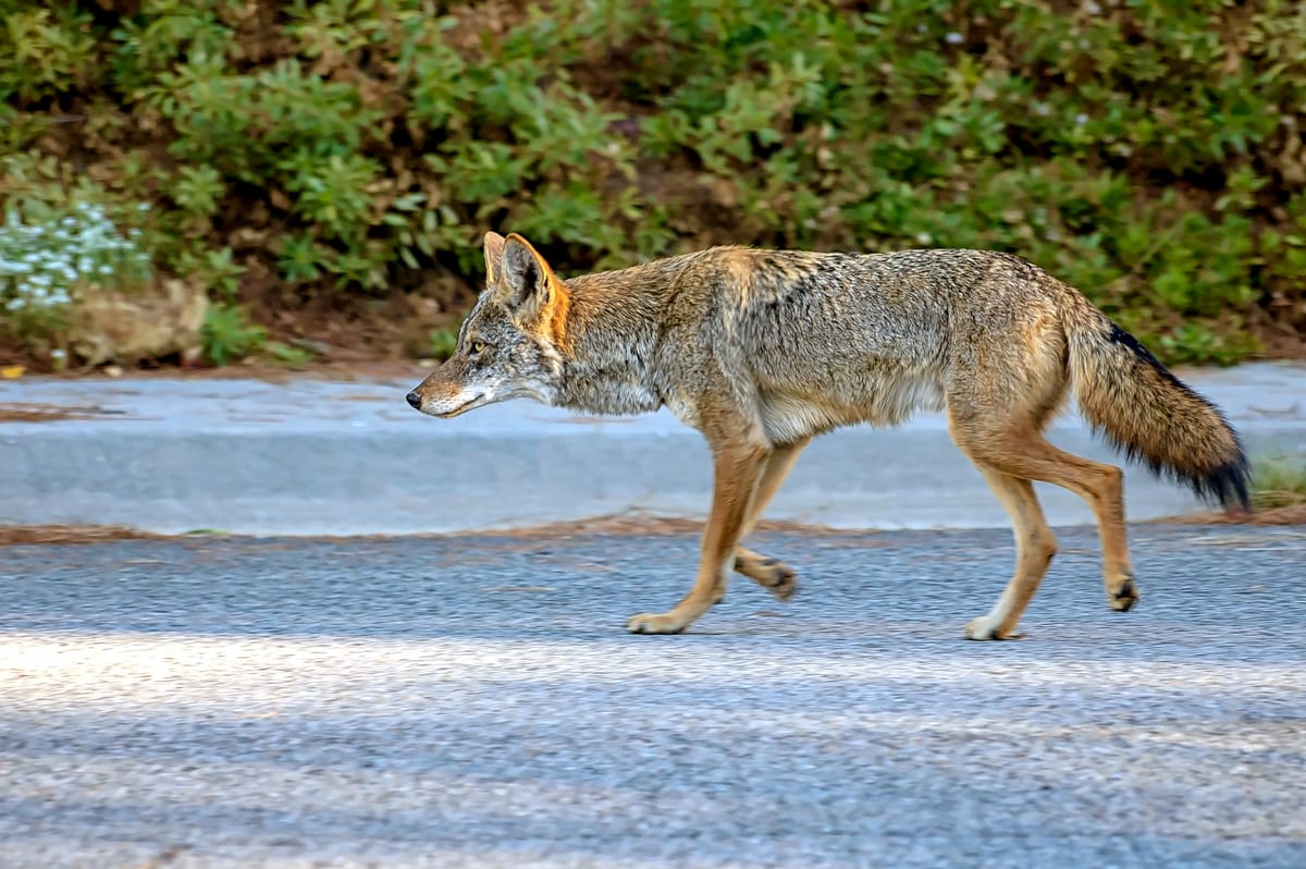 Success of Pet Abatement Program in Belvedere Spurs Calls for National Coyote Rollout