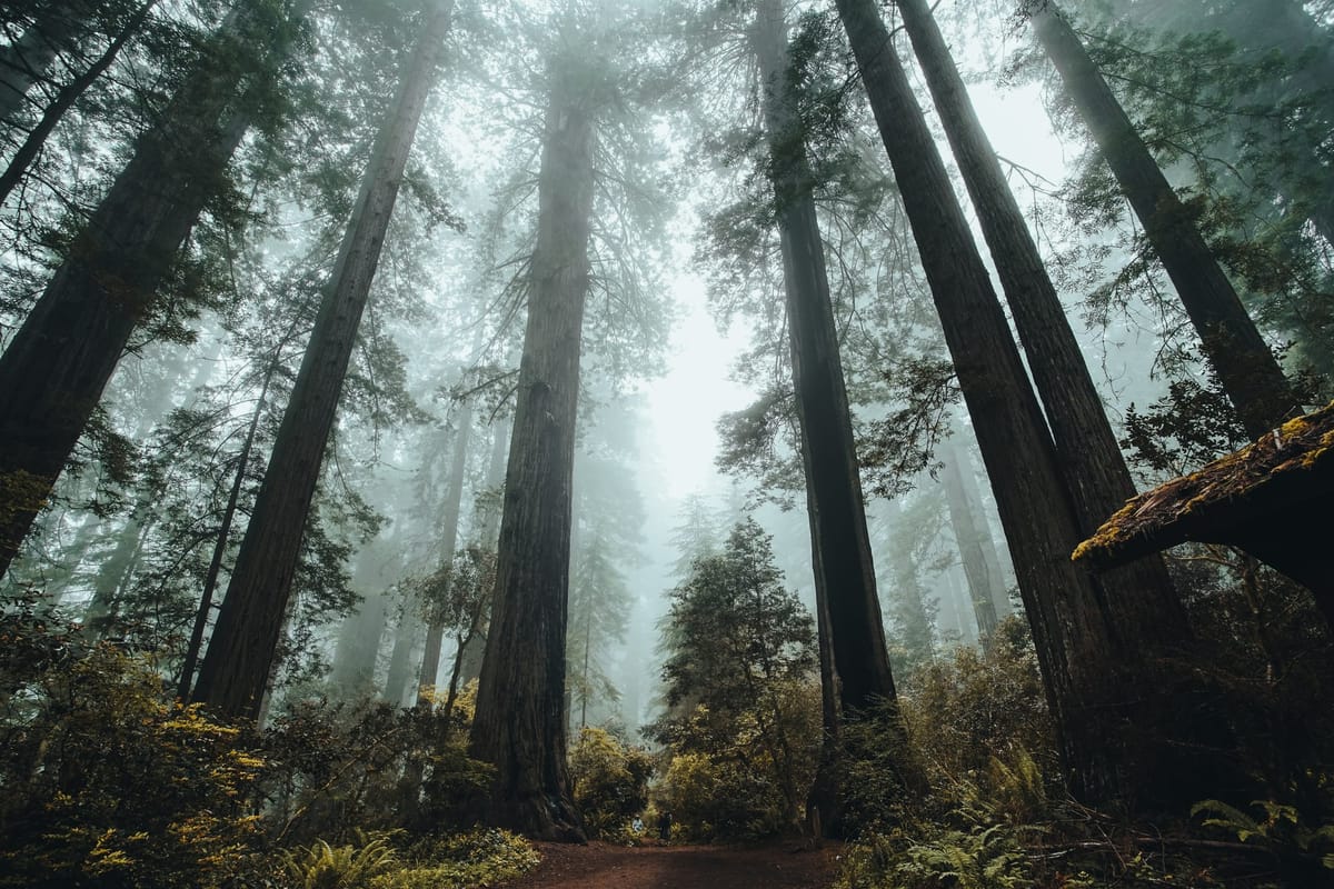 Mill Valley Cited for Excessive Leafiness