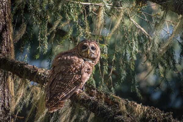 Northern Spotted Owl Misgendered